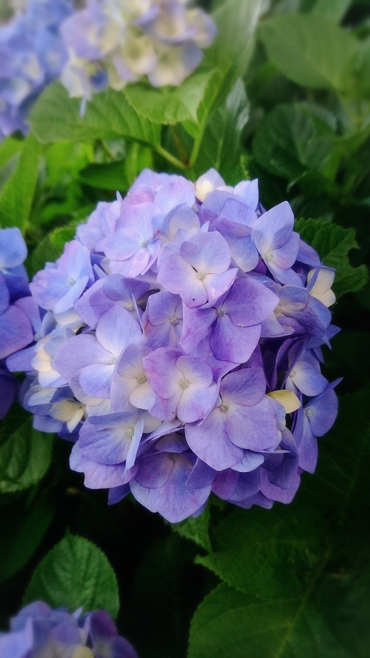 紫陽花