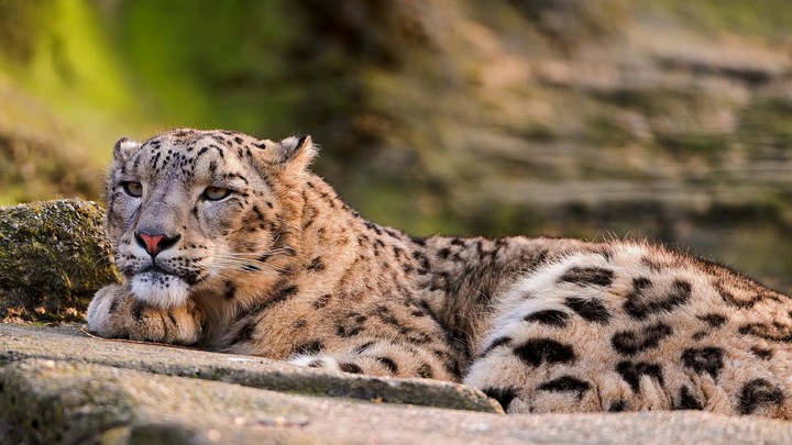 Snow leopard