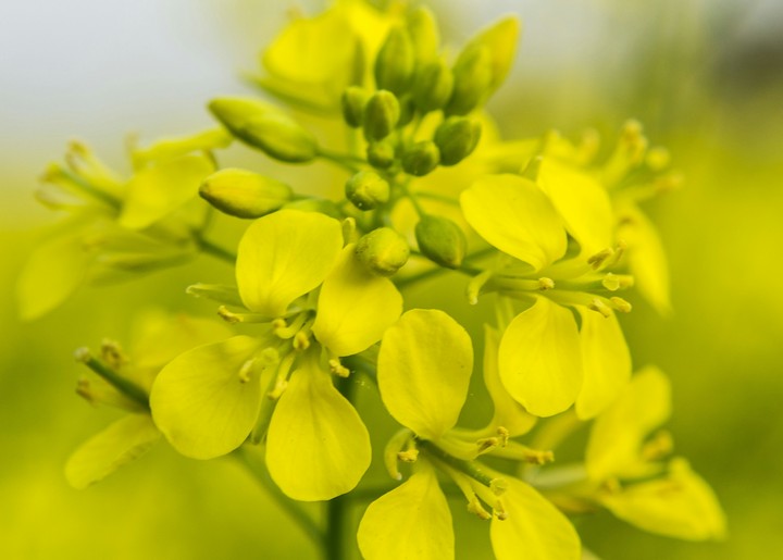 Mustard flowers
