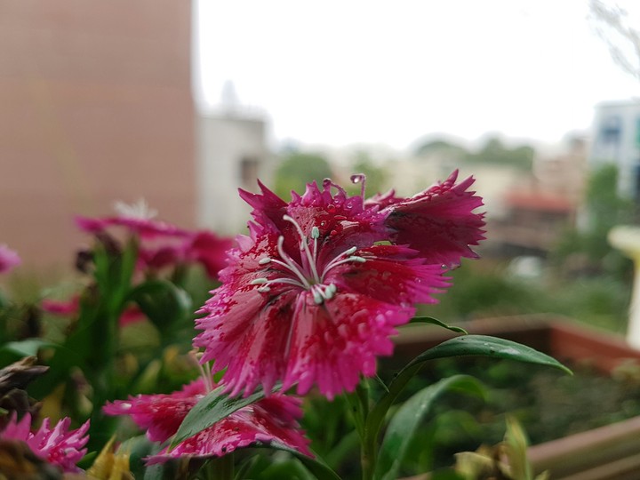 Flowers in the rain