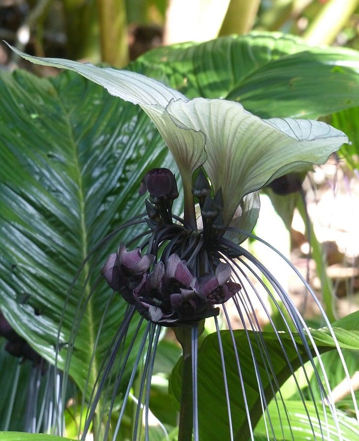 this orchids are for my sweet friend Zellik ♥♥♥