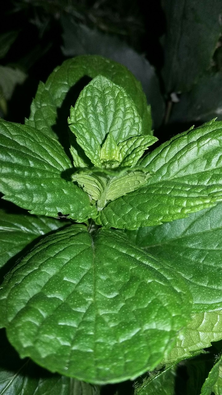 Some mint for you .