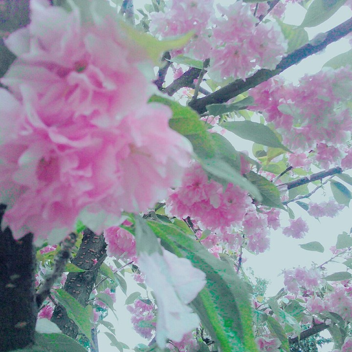 flower\sakura
