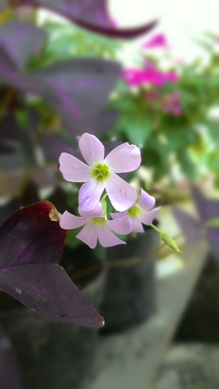 the violet
