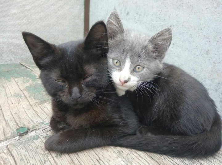 котики