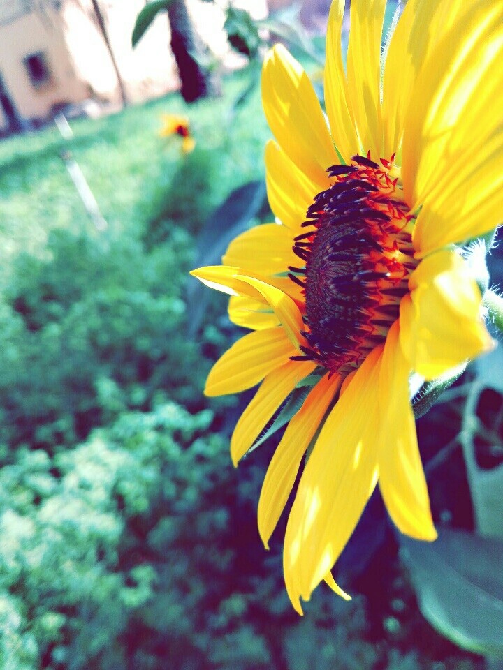 sunflower