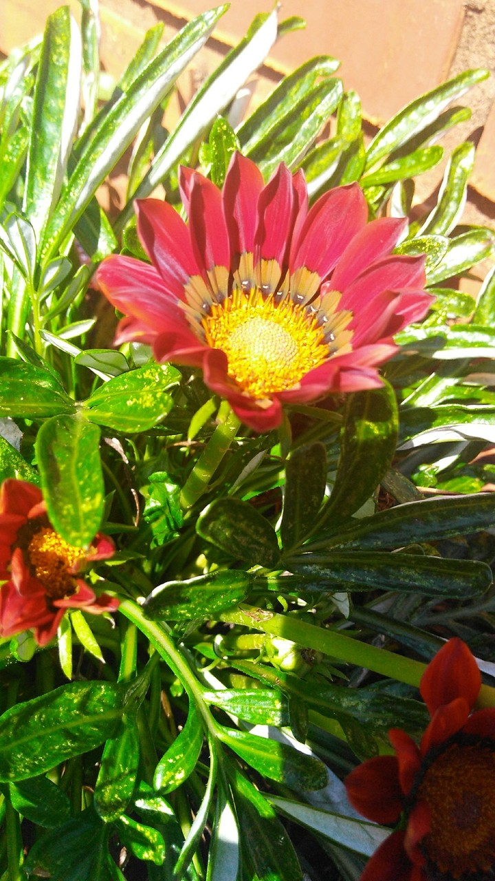 Flor se abrindo