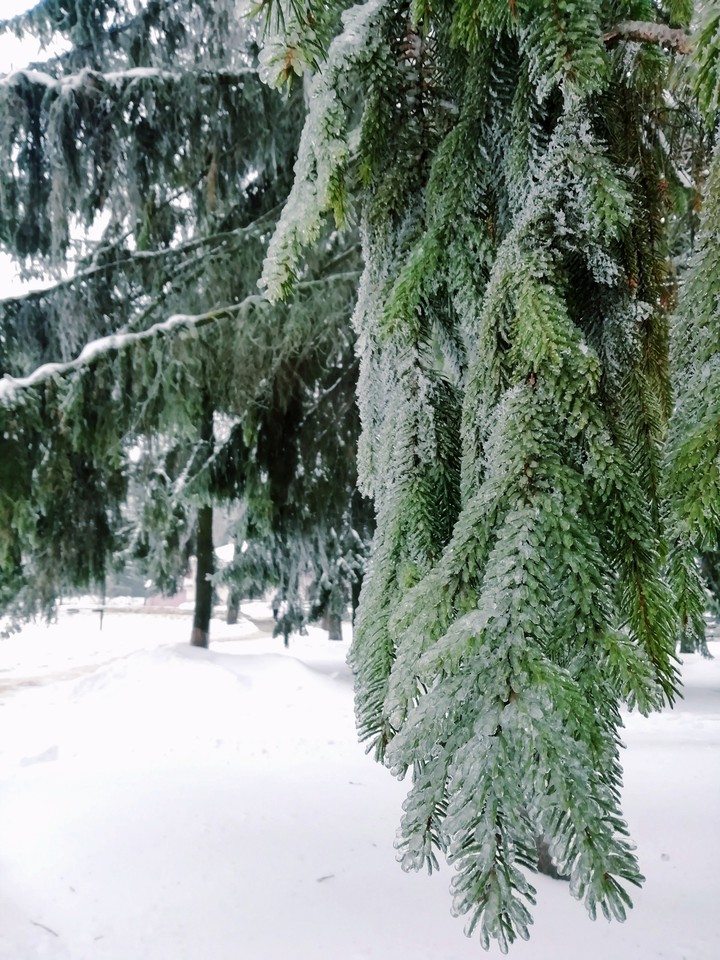 Tree in ice