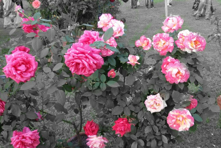 Rose