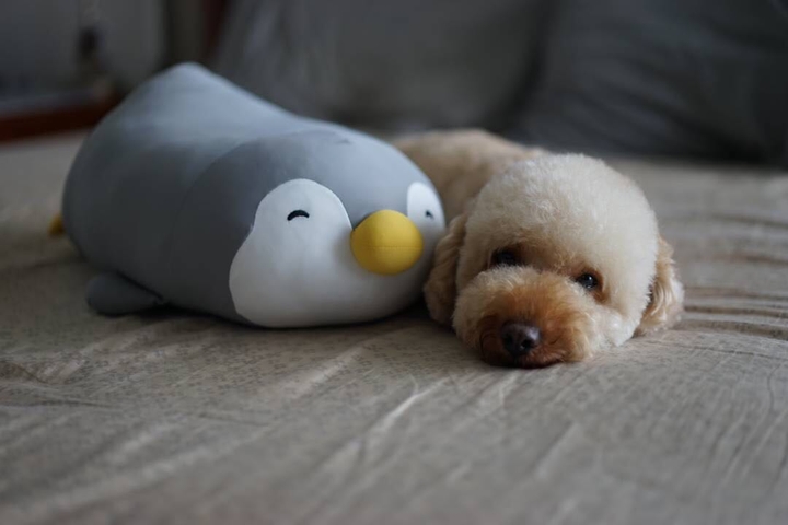 the dog that names popcorn
