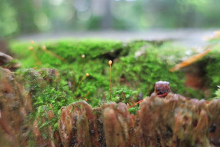 forest
