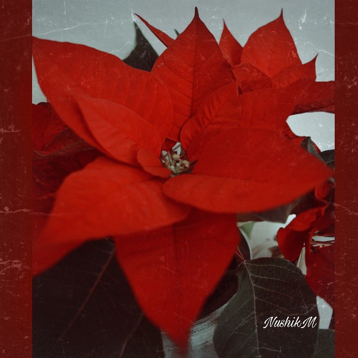 chrismas flowers with NushikM