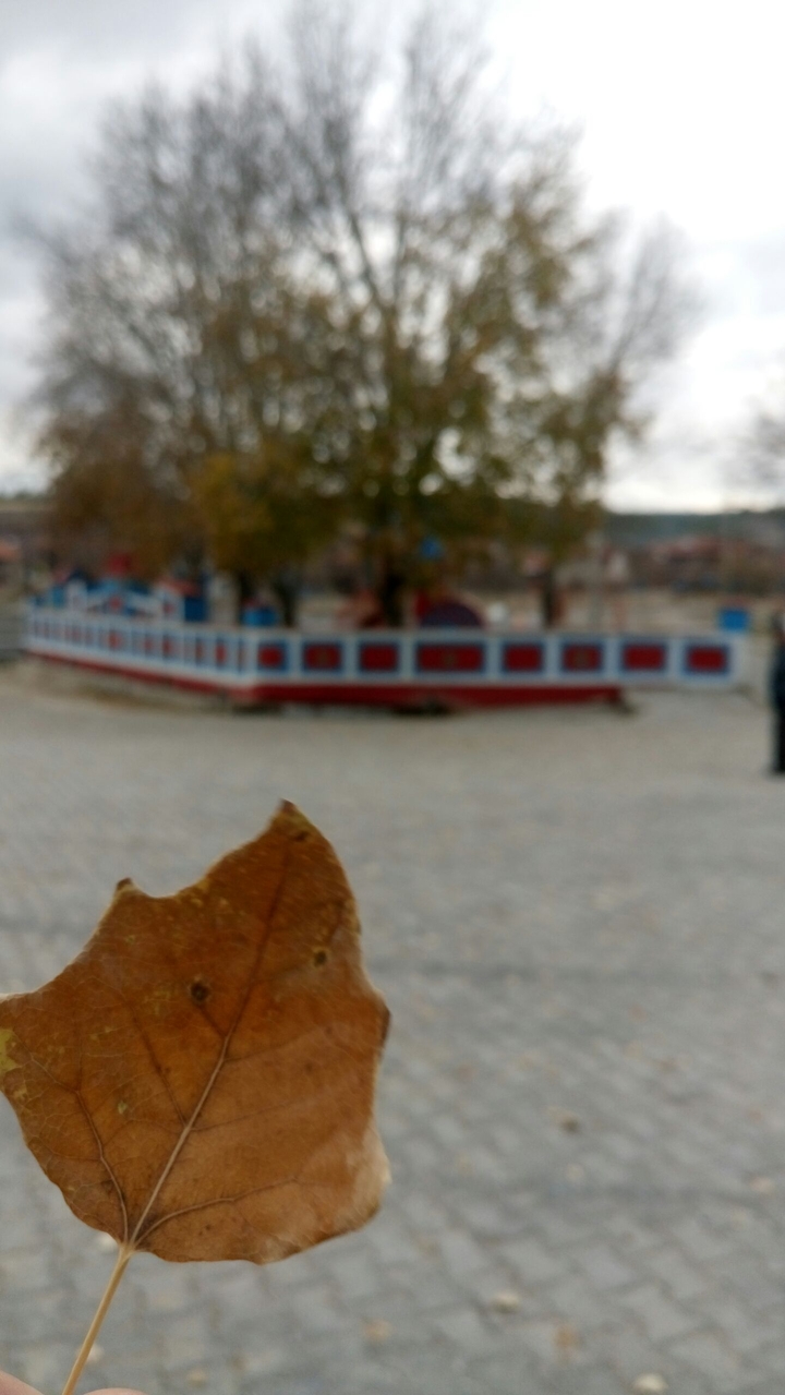 amazing view of a leaf of a plane tree