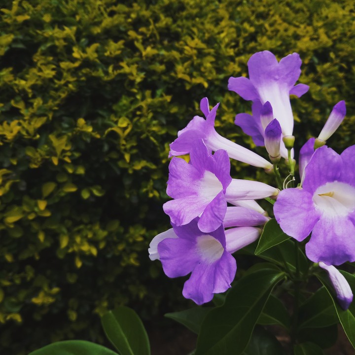 flowers