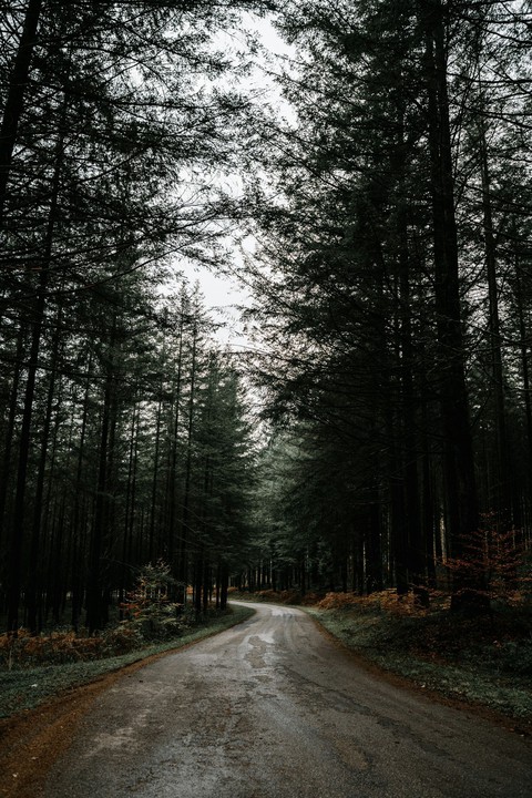 forest