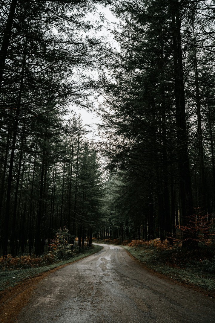 forest