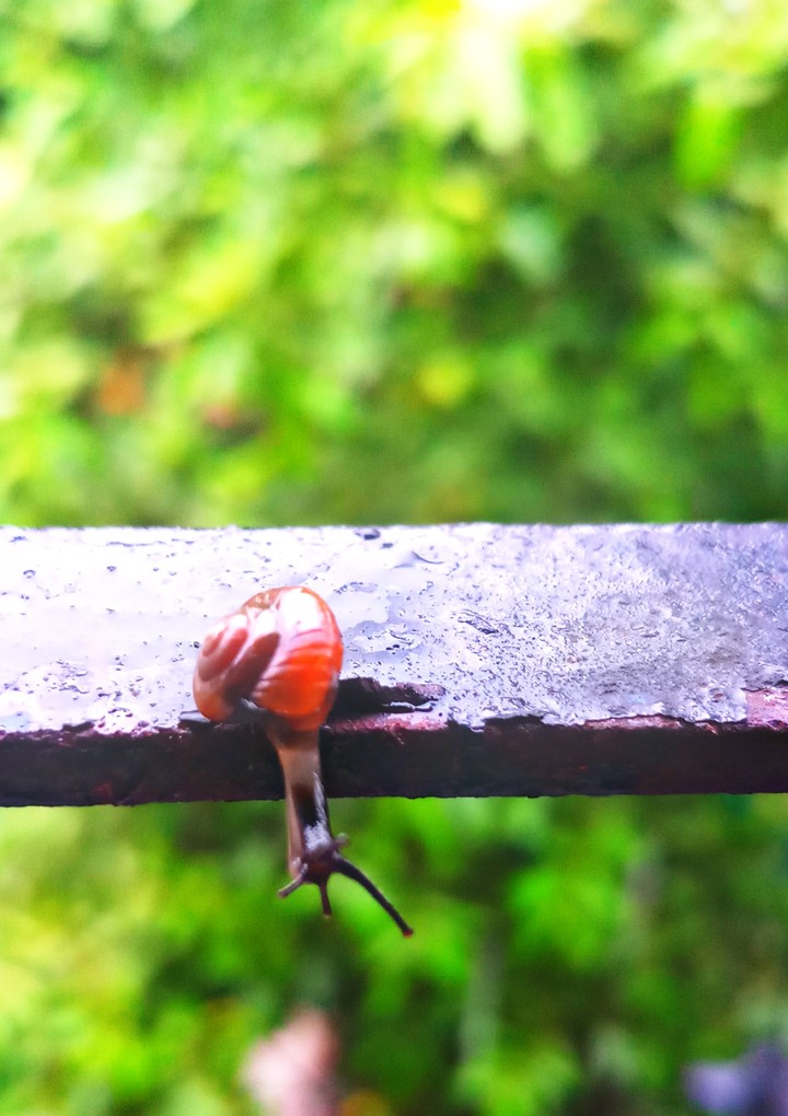 snail winging