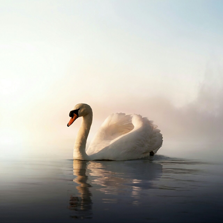 Tiere