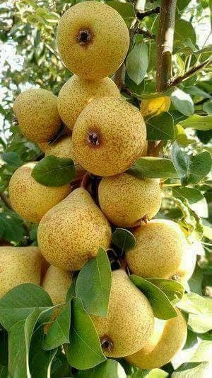 jackfruit, Pear Hintergrundbilder
