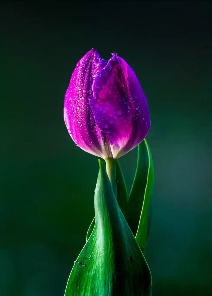 tulips 