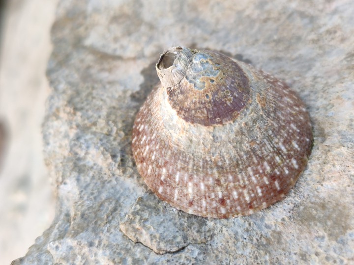 Sea shell