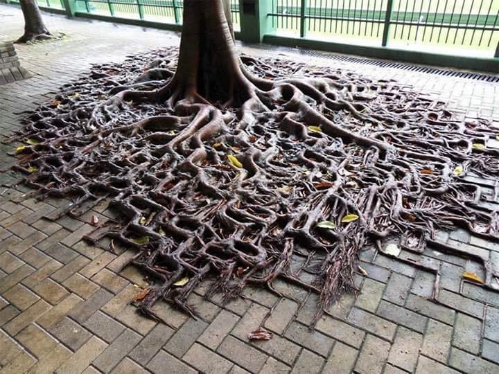 abondend tree