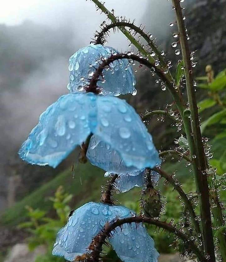 monsoon flower