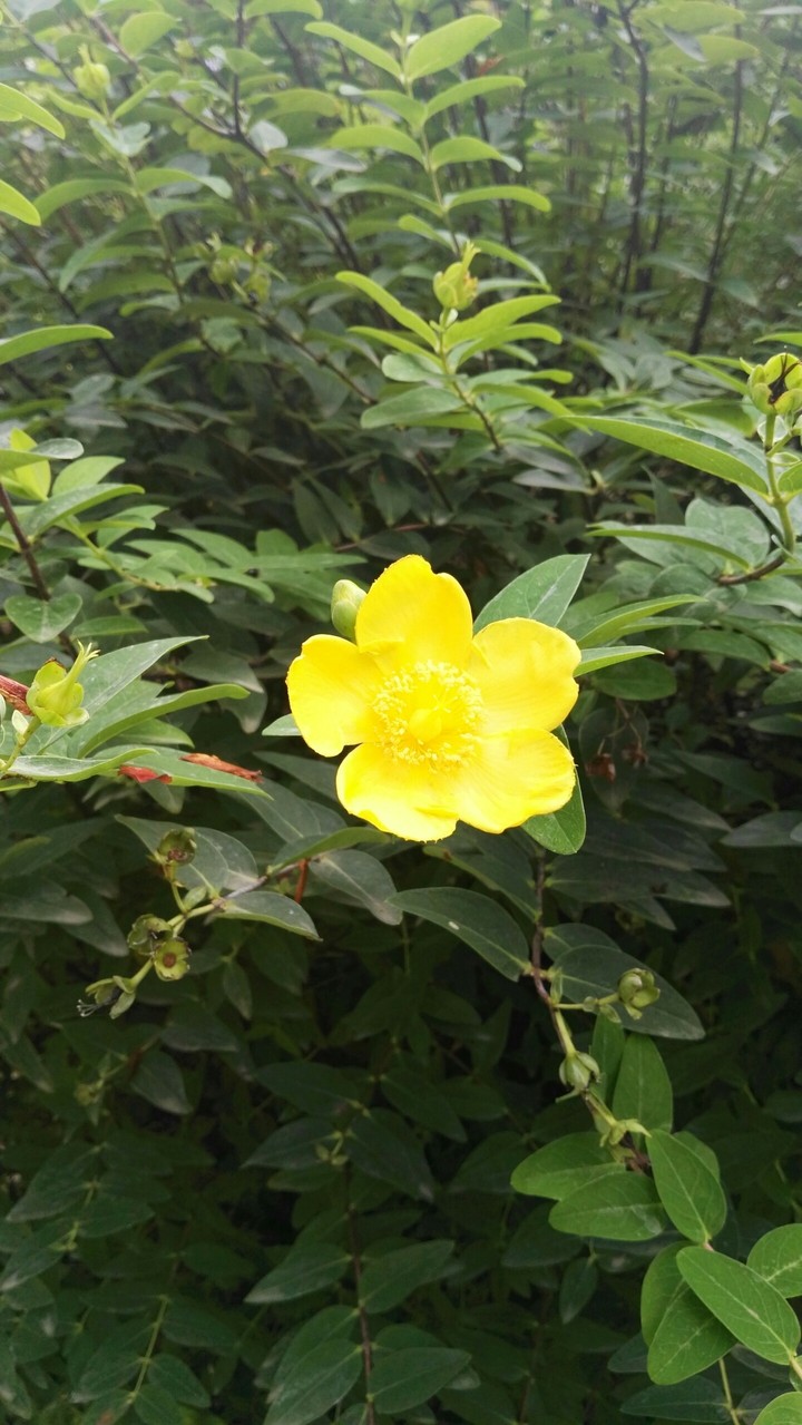 Flor