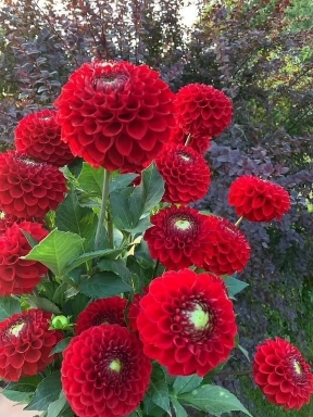magic red