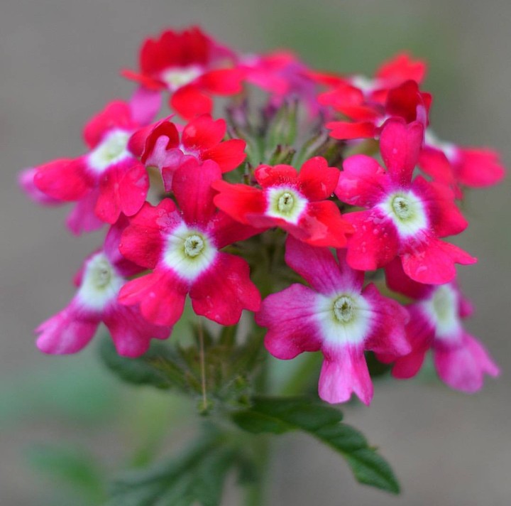 Hot Pink