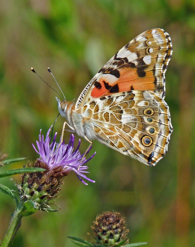 butterfly