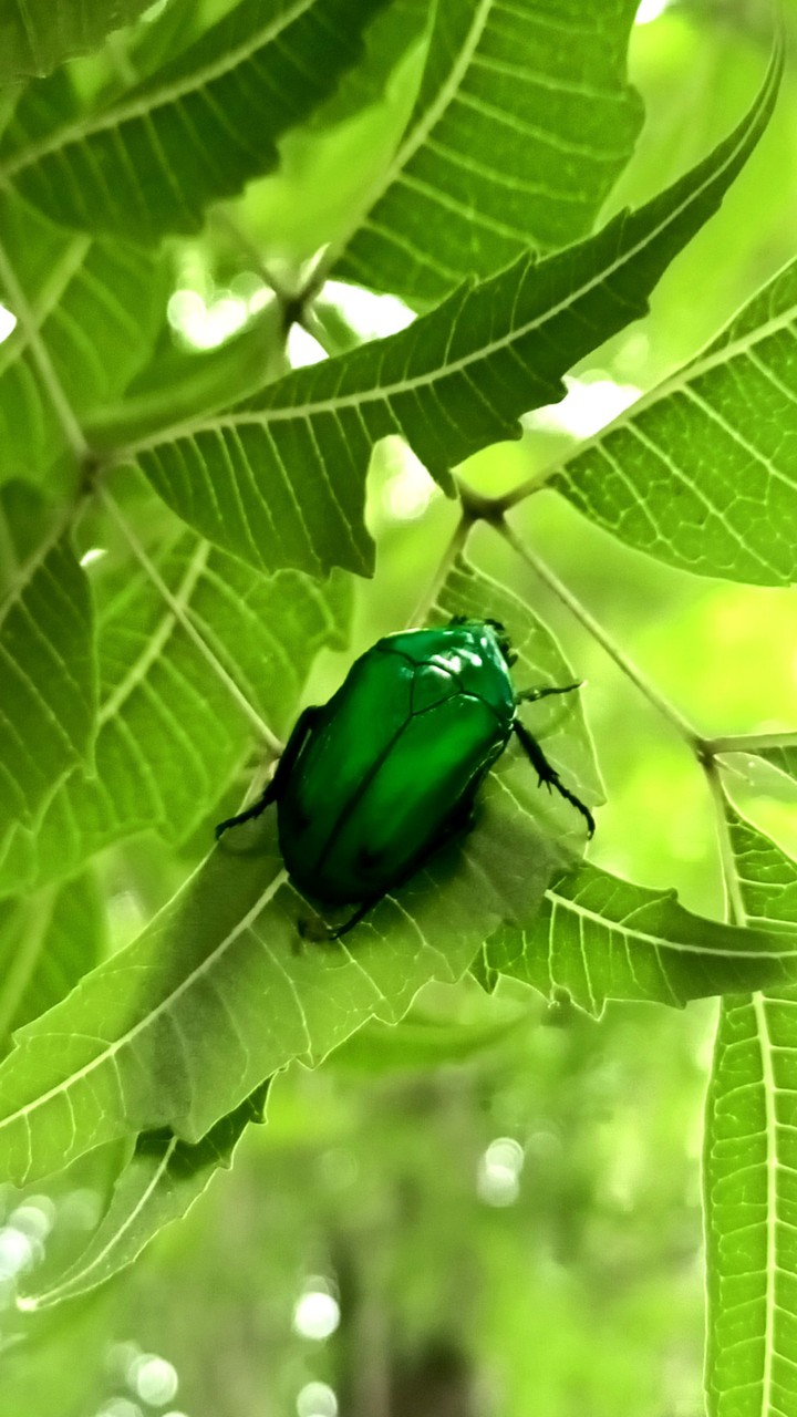 Green Monster