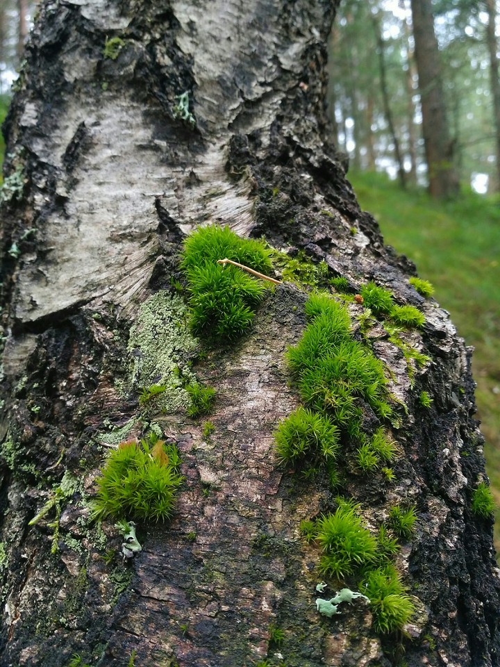 Moss on birch (no filters)