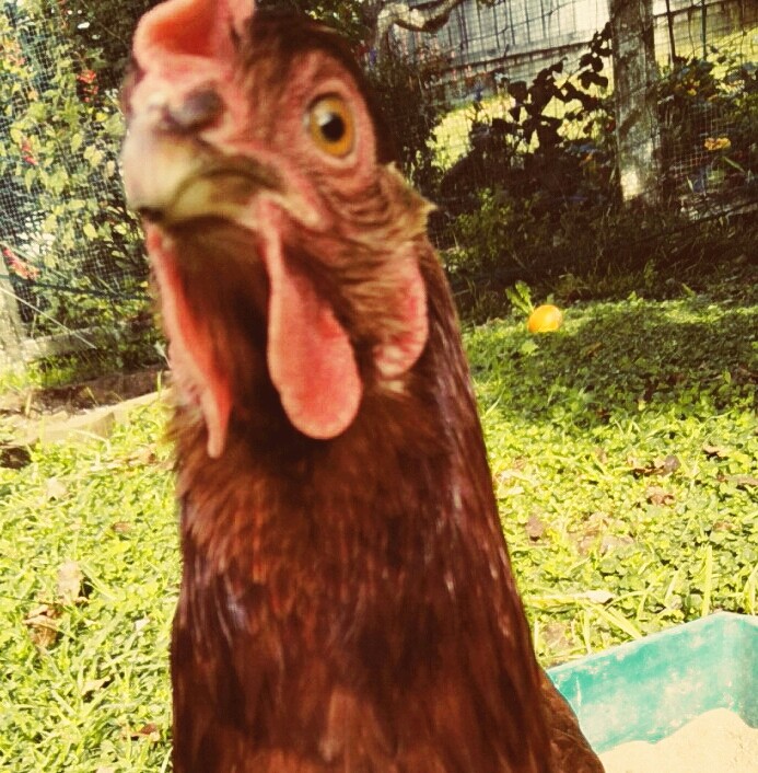 How To Confuse A Chicken 101