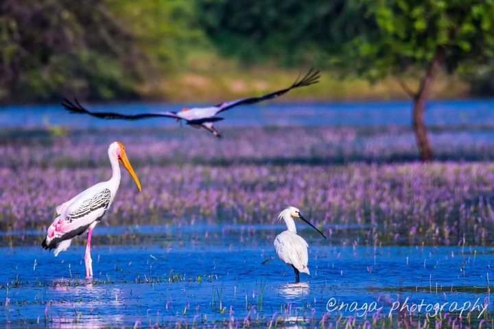 Cranes