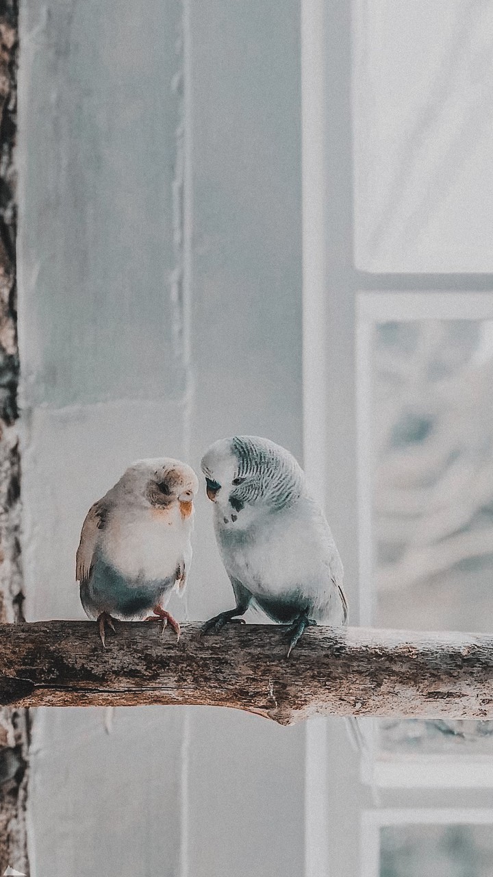 budgies