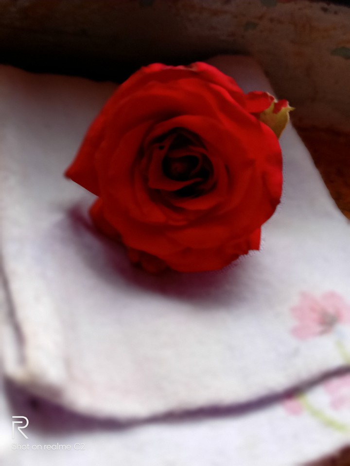 lovely garden rose