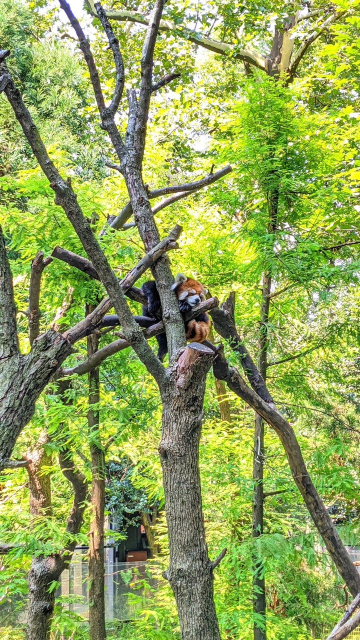 red panda