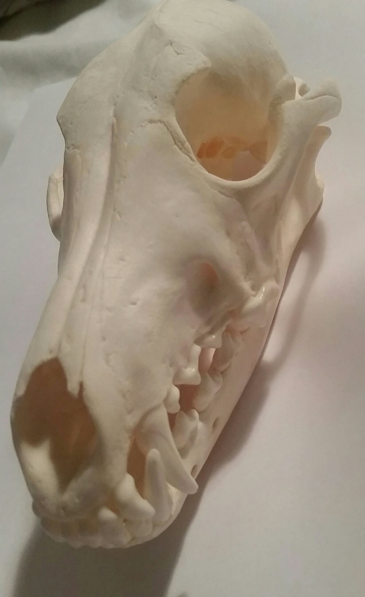 Coyote skull