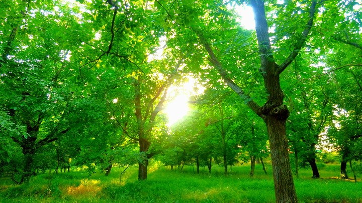 nature