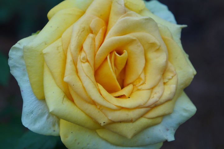 yellow rose