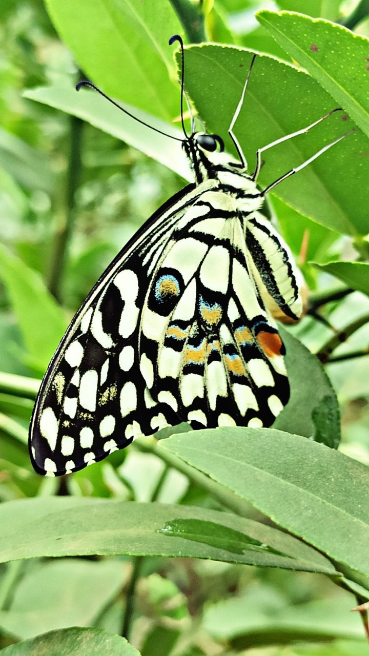 Butterfly