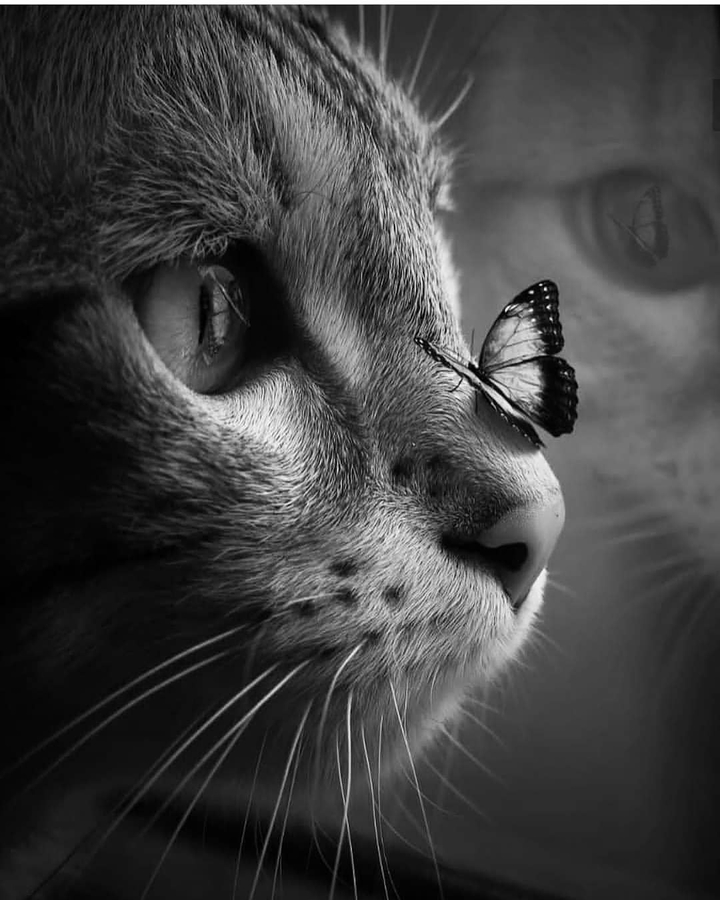 black and white