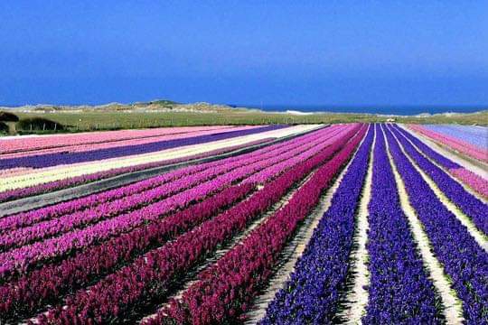 jacinthes en fleurs