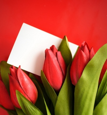 red tulips
