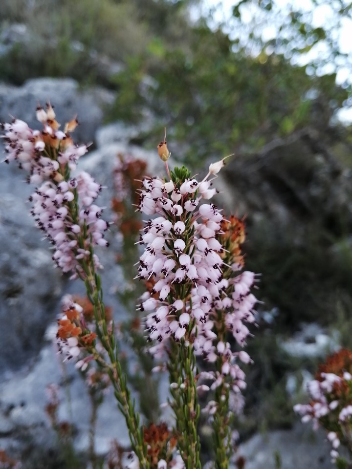 Bloom in fall