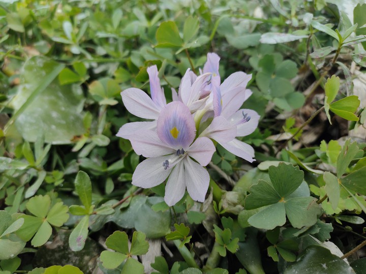 Flower.....
