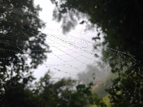 twig, moisture वॉलपेपर