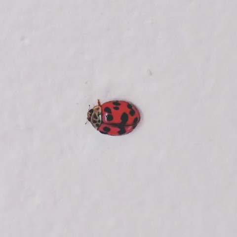 little lady bug