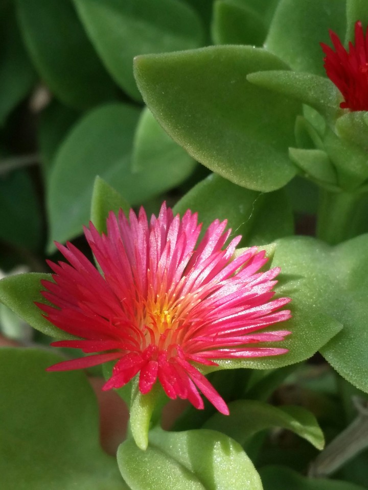 Beautiful Natural Flower